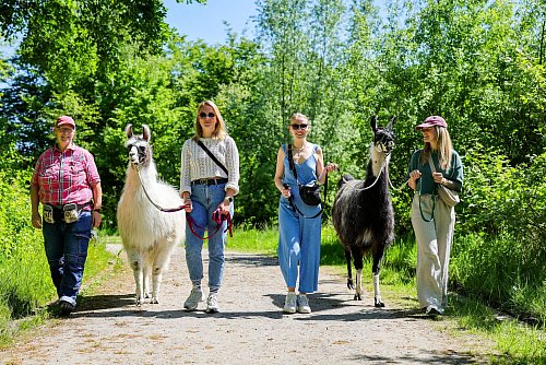 Warum nicht mal mit Lama wandern: Wie hier im Revierpark Nienhausen in Gelsenkirchen kann man mit ungewöhnlichem Begleiter auf Tour gehen. - © Christoph Reichwein/dpa