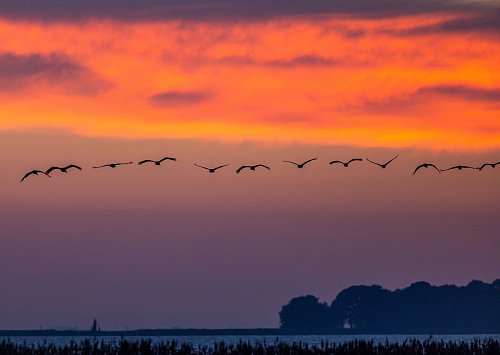 Kraniche ziehen nach Sonnenuntergang zu den Schlafplätzen in den Boddengewässern zwischen der Halbinsel Fischland-Darß-Zingst und dem Festland. - © Jens Büttner/dpa/dpa-tmn