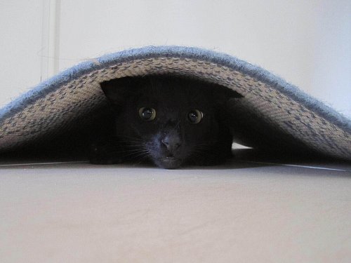 Kater Sam verkrümelt sich unter dem Teppich - © Lars Wellhöner