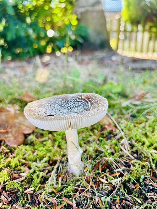 Pilze und Bäume bilden eine wunderbare Gemeinschaft. - © Nicole Donath