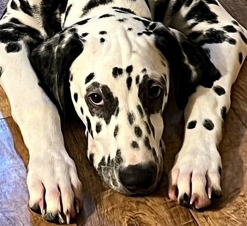 Mit diesem Foto sucht die Bielefelder Familie nach Loki. Der einjährige Dalmatiner-Rüde wird seit dem Silvesterabend schmerzlich vermisst. Eine Steinhagenerin Such-Expertin ist eingeschaltet. - © Privat