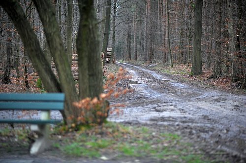 An diesem Waldstück wurde das Fahrrad der damals 46-Jährigen gefunden. - © Nicole Donath