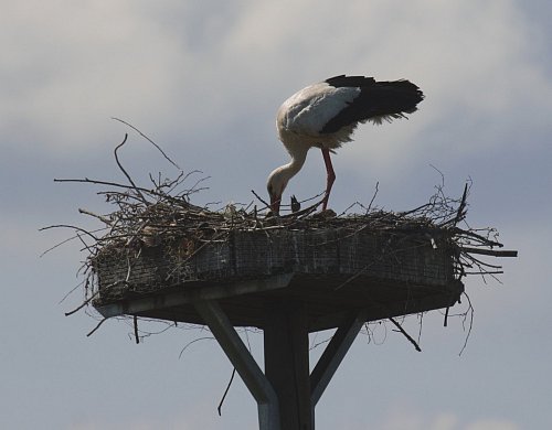 Bruch: Zwei kleine Hälse recken sich dem Altstorch entgegen. Ob die beiden Küken noch Geschwister haben, ist unklar. - © Bernhard Walter