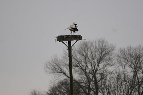 Das Storchenpaar thront auf dem Horst am Aussichtsturm. Mit der Brut wird es noch ein wenig warten. - © Claus Meyer