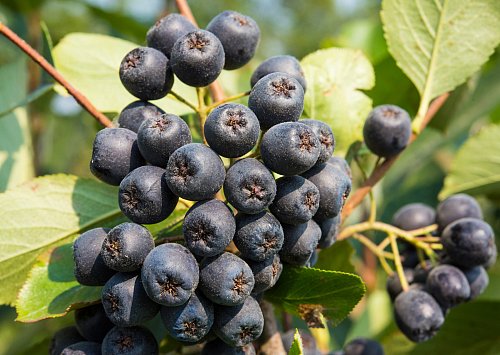 Aroniabeeren an einem Strauch - © Patrick Pleul/dpa