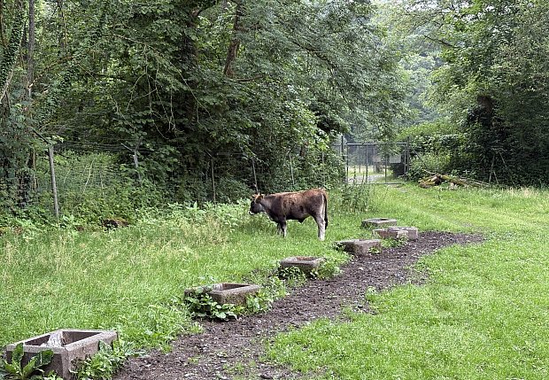 Eiszeitliches Wildgehege Neandertal im Kreis Mettmann