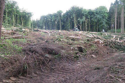 Zwei Tage vorher stand hier noch ein Wald: Doch weil der Borkenkäfer die Fichten befallen hat, mussten sie abgeholzt werden. - © Alexander Heim