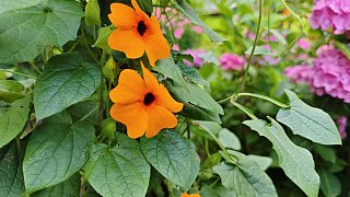 Das Gartenidyll von Ludger und Martina Jochmaring aus Brakel