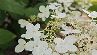 Das Gartenidyll von Ludger und Martina Jochmaring aus Brakel