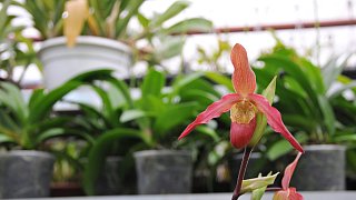Prächtige Blüten begeistern Orchideen-Fans