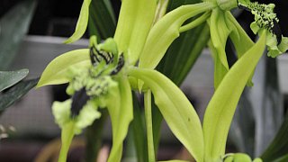 Prächtige Blüten begeistern Orchideen-Fans