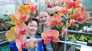 Prächtige Blüten begeistern Orchideen-Fans