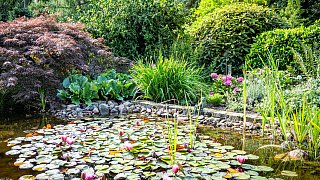 Wettbewerb Schönster Garten in OWL- Garten von Meinhard und Inge Rethmeier in Altenhagen