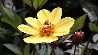 Garten von Mareike Hübner aus Löhne