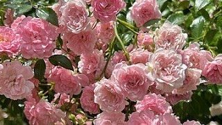 Das Gartenidyll von Ludger und Martina Jochmaring aus Brakel