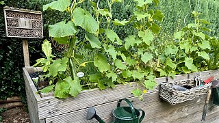 Mein schöner Garten in Steinhagen