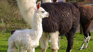 Mit Tierarzt Volker Janssen auf Tour