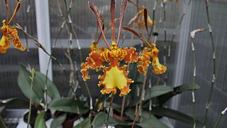 Prächtige Blüten begeistern Orchideen-Fans