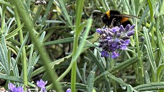 Mein schöner Garten in Steinhagen