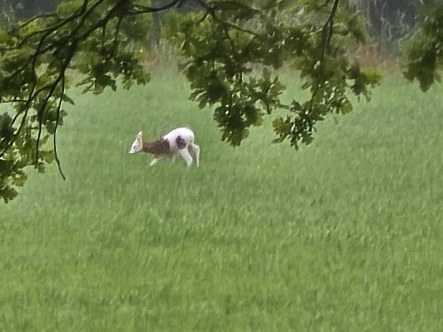 Das zweite weiß-braun gescheckte Reh auf einer Wiese in Steinhagen. - © Dunja Schürmann-Knobbe