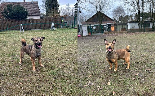 Hanni und Nanni haben ein Handicap – das aber kaum beeinträchtigt. - © Tierschutzverein Bielefeld
