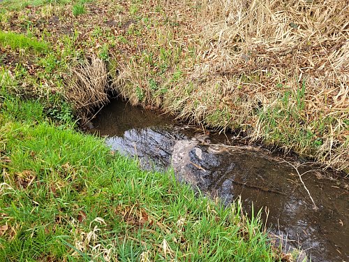 In diesem Graben am Hölmerweg in Bockhorst wurde das Reh von einem Hund getötet. Fellreste schwimmen noch immer im Wasser. - © Marc Uthmann
