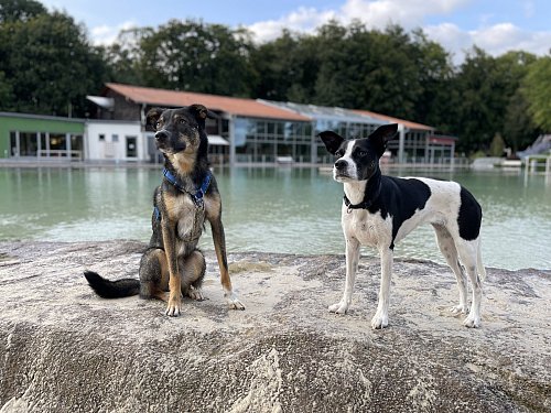 Einmal im Jahr gehört das Versmolder Parkbad den Vierbeinern. Dort treffen Hunde verschiedener Rassen und alle möglichen Mischlinge aufeinander. - © Tasja Klusmeyer