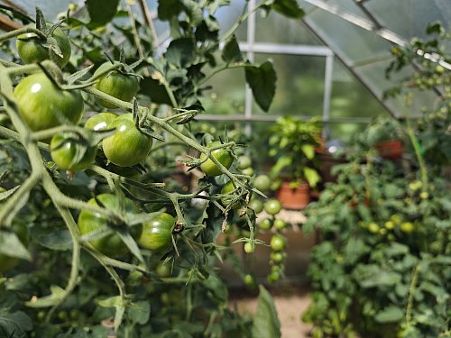 Im Gewächshaus der Jochmarings in Brakel gedeihen die Tomaten. - © Svenja Ludwig