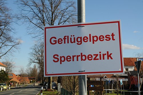 Der Kreis Gütersloh hat nach einem erneuten Ausbruch der Geflügelpest in Rietberg per Allgemeinverfügung die kreisweite Aufstallpflicht angeordnet. - © Tasja Klusmeyer