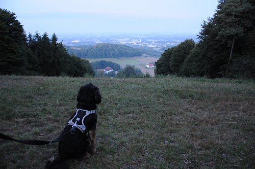 Vom Startpunkt der Gleitschirmflieger hat auch Cocker Spaniel Monty einen guten Blick über Künsebeck. - © Anja Hanneforth