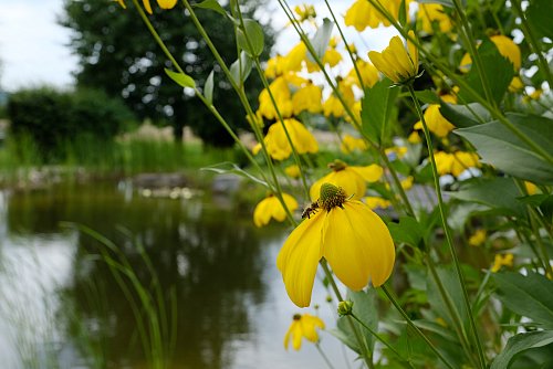 Gelber Sonnenhut blüht am Ufer des Schwimmteichs und lockt Insekten an. Claudia und Hans-Jürgen Beckmann haben ein Kleinod geschaffen, dass von Mensch und Tier geschätzt wird. - © Heike von Schulz