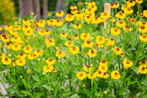 Im Garten von Friedrich-Wilhelm Brinkmann finden viele Insekten Zuflucht. - © Andre Schneider