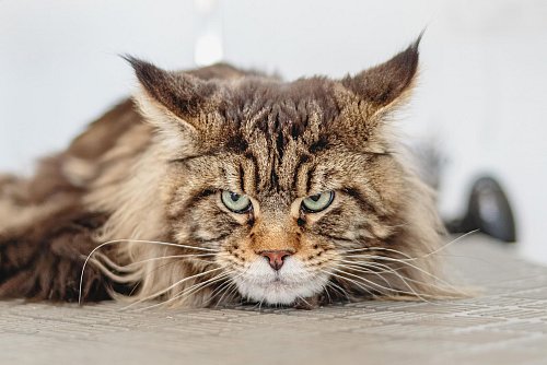 Vor allem Fundkatzen machen dem Steinhagener Ordnungsamt zu schaffen. - © aleksandr-tarlokov-auf-pixabay