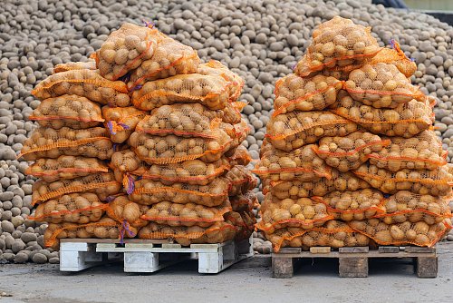 Auf einem Dortmunder Bauernhof haben sich die Kartoffeln säckeweise gestapelt. - © Marcus Prell