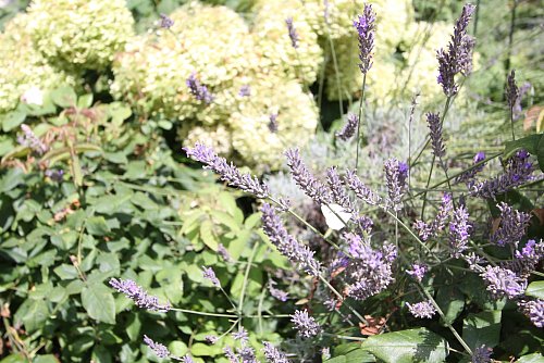 Der weiße Schmetterling fliegt im Lavendel fröhlich umher. - © Björn Kenter