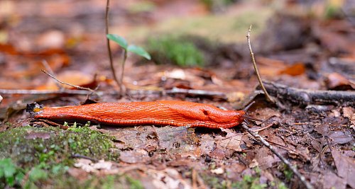 Nacktschnecken verfallen bei zu hohen Temperaturen in eine Hitzestarre. - © picture alliance / Zoonar