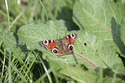 Schmetterlinge, wie das Tagpfauenauge, suchen Schutz unter Blättern bei Regen. - © picture alliance / imageBROKER