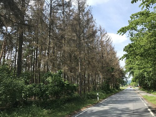 Kiefern am Künsebecker Weg: Der Borkenkäfer hat den Baumbestand in Totholz verwandelt. - © Heiko Kaiser