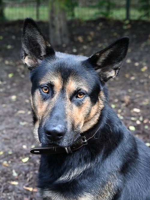 Rex wurde über Ebay verkauft und später als Fundhund abgegeben. - © Tierschutzverein Bielefeld