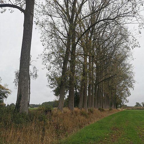 In Versmold müssen an verschiedenen Stellen Bäume in größerem Umfang gefällt werden. - © Stadt Versmold