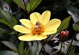 Garten von Mareike Hübner aus Löhne