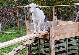 So idyllisch lebt eine Borgholzhausenerin in ihrem Tiny House
