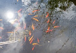 Paderborn: Romantischer Garten von Brigitte Bergschneider