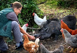 Minischwein Pamela im Kreis Gütersloh