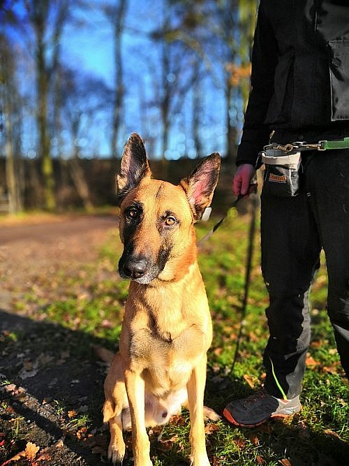 Prinz hat es geschafft. Der Rüde hat nun ein richtiges Zuhause. Sein Vorbesitzer hatte den Hund mehrfach im Netz angeboten – bis das Tierheim einschritt. Foto: Tierheim Gütersloh - © Tierheim Gt