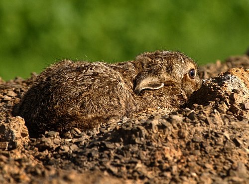 Ein junger Feldhase in seiner Sasse. Junge Hasen kommen mit Fell und geöffneten Augen zur Welt. Sie sind Nestflüchter. Die Häsin legt sie einzeln in einer oberirdischen Sasse ab und schaut nur ein paar Mal am Tag vorbei um ihr Junges zu säugen. - © Frank-Michael Kiel-Steinkamp