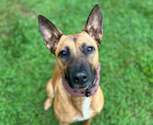 Sunny wurde ausgesetzt. - © Tierschutzverein Bielefeld