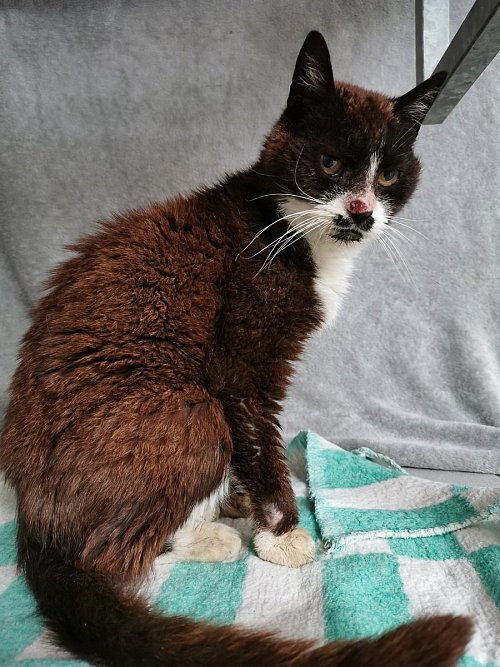 Sucht ein neues Zuhause: Katzendame Tiffy. - © Tierheim GT