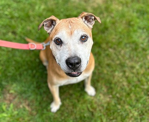 Mailow hat fast sein ganzes Leben im Tierheim verbracht -- und möchte endlich ein Zuhause. - © Tierschutzverein Bielefeld