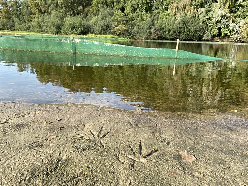 Spuren eines Reihers führen zur Wasserkante des Teichs im Naturschutzgebiet Barrelpäule. - © Kreis Gütersloh